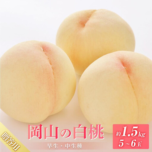 桃 2027年 8月発送 贈答用 岡山の 白桃（早生、中生種）約1.5kg 5～6玉 もも モモ フルーツ 果物 岡山市 一宮地区産 国産 赤木農園