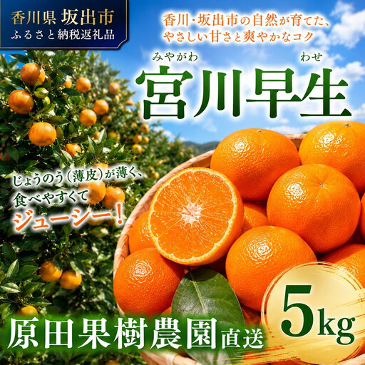 原田果樹農園直送！ 宮川早生みかん 約5kg（S~Mサイズ混合）数量限定