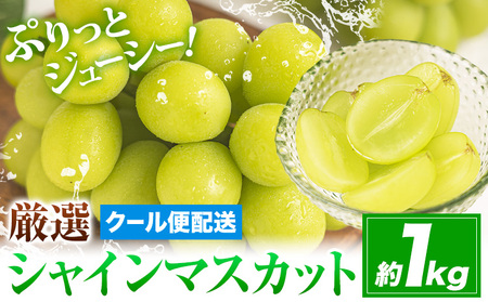 [ふるなび限定]シャインマスカット 約1kg マスカット FN-Limited-OR