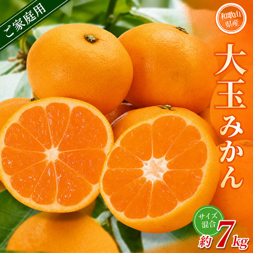 大玉みかん 約7kg 【家庭用】 森本農園の手選別 和歌山県産 【BV-mrmt070】