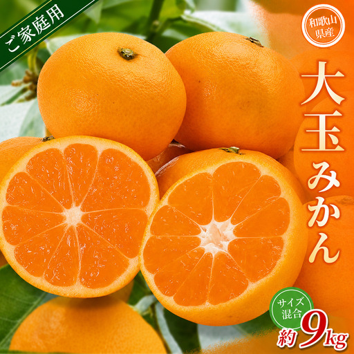 大玉みかん 約9kg 【家庭用】 森本農園の手選別 和歌山県産【BV-mrmt071】