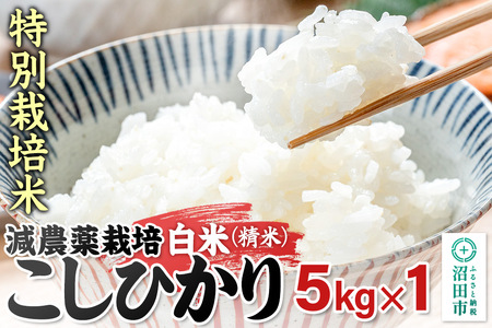 令和7年産 沼田市産 特別栽培米こしひかり 白米 5kg 奥利根自然菜園