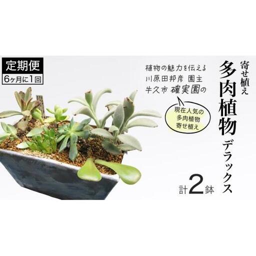 寄せ植え 多肉植物 デラックス [ 半年に1回お届け(全2回お届け)]