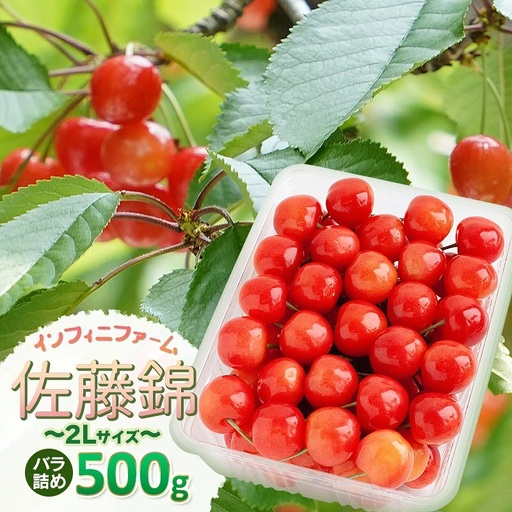 [令和9年産] さくらんぼ 佐藤錦 バラ詰め 500g (2Lサイズ)山形県鶴岡産 インフィニファーム K-948