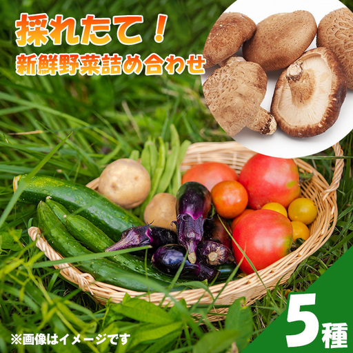 採れたて！新鮮野菜詰め合わせ5種 ／ お野菜 やさい セット 野菜セット しいたけ シイタケ 椎茸 生椎茸 旬 旬野菜 産地直送 新鮮 おまかせ おすすめ 埼玉県 特産 No.503