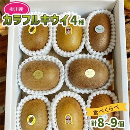 掛川産カラフルキウイ4種8〜9個セット期間限定 キウイフルーツカントリーJapan 5883[配送不可地域:離島・北海道・沖縄県・四国・九州]
