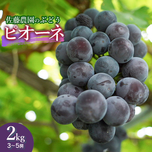 【令和8年産先行予約】 鶴岡市産 ピオーネ 約2kg（3～5房） 佐藤農園