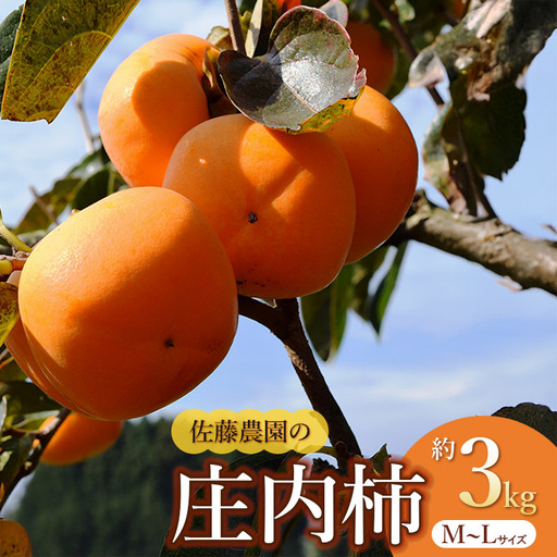 [令和8年産先行予約] 庄内柿 M〜L 約3kg 佐藤農園