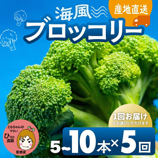 ブロッコリー 10本 豊橋 国産 ミネラルたっぷり 海風そだち 潮風 家族で 大容量 豊橋 ともちゃんのやさい 直売所で大人気！ 愛知県 豊橋市 安心野菜