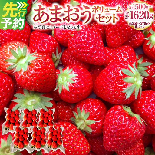 あまおうボリュームセット 6パック 計約1500～1620g あまおう いちご イチゴ 苺 果物 くだもの フルーツ【2027年2月上旬～4月下旬発送予定】