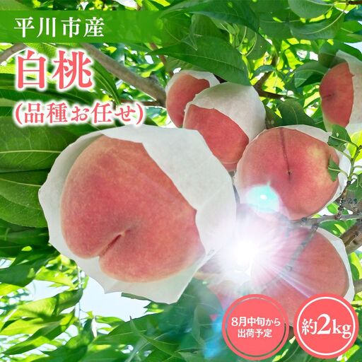 白桃 品種お任せ(あかつき/まどか/伊達白桃) 約2kg(6-8玉)[hi-0064-003]