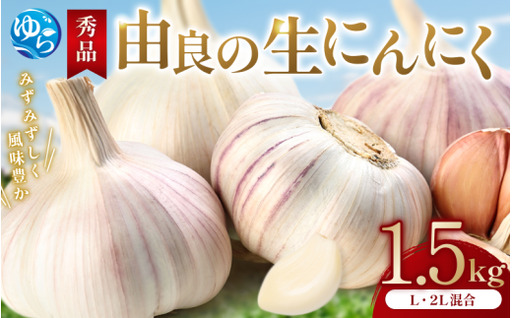 にんにく 秀品　由良の生にんにく 1.5kg / ニンニク 生ニンニク ガーリック ※2027年4月下旬より順次発送【ksnw005】 