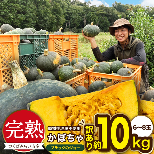 訳アリ 】完熟かぼちゃ ブラックのジョー 約10kg（6～8玉） 野菜 南瓜
