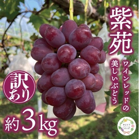 [2027年発送][訳あり]紫苑(しえん) ご家庭用 約3kg(岡山県産) デラウエアの味わい[配送不可地域:離島・北海道・沖縄県]