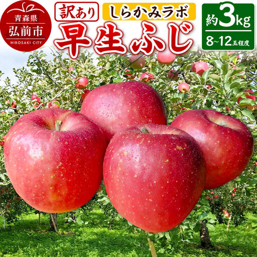 [26年10月発送]りんご 早生ふじ[訳あり]約3kg 先行受付 しらかみラボ 家庭用 青森県 弘前市 果物 フルーツ 林檎 リンゴ くだもの 不揃い 規格外