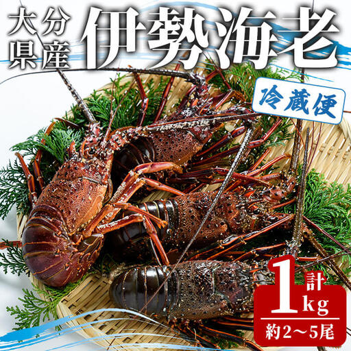 [期間限定]大分県産 伊勢海老 (計1kg・約2〜5尾) エビ えび 海老 刺身 魚介 海鮮 [opba010][海べ]
