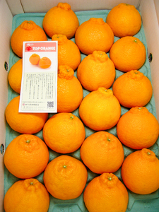 B356-13 無加温ハウス栽培トップオレンジ(不知火)　9玉入り