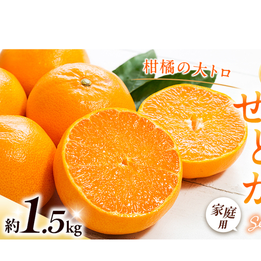 せとか 約1.5kg ご家庭用 サイズお任せ 今が旬 農園直送 みかん 人気 数量限定 先行予約 柑橘 蜜柑 ミカン 愛媛みかん かんきつ 国産 愛媛県