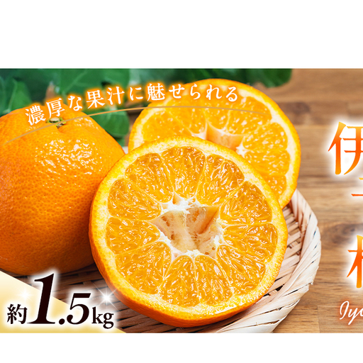 いよかん約1.5kg ご家庭用訳あり伊予柑 東温市産 サイズお任せ 今が旬 農園直送 みかん 人気 数量限定 先行予約 柑橘 蜜柑 ミカン 愛媛みかん かんきつ 国産 愛媛県