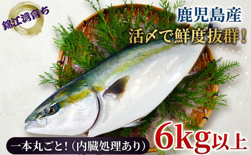 D4-8001／【予約販売・12月23日以降順次発送】鹿児島県産 ぶり まるごと1尾 6kg以上（内臓処理あり）