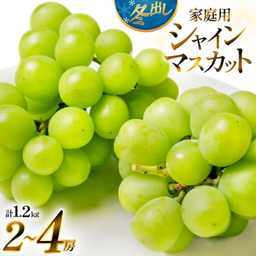 【期間限定発送】 2026年 冬出し 訳あり 家庭用 シャインマスカット 1.2kg (2～4房)