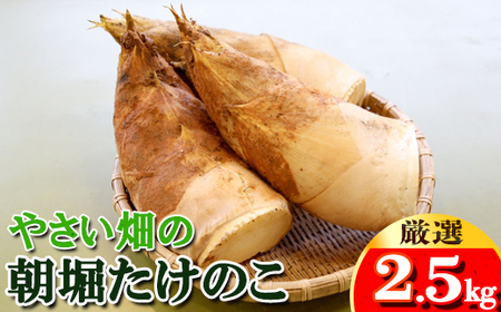 【先行受付】やさい畑の朝堀りたけのこ 2.5kg予約 《3月中旬-4月中旬頃出荷》 熊本県 南関町産 春 筍