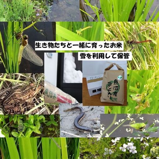 【魚沼ブランド】令和8年産 精米5kg【農薬化学肥料栽培期間中不使用・生態系保全・再生可能エネルギー・エコファーマー・生産工程管理】魚沼産コシヒカリ