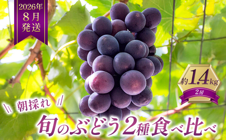 8月発送|朝採れ旬のぶどう 2種 食べ比べセット 約1.4kg(2房) セット 詰め合わせ 産地直送 フルーツ 兵庫県 加西市