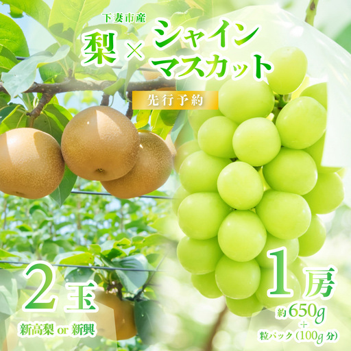 シャインマスカット 1房 ( 約650g ) + 粒パック 100g分 & 梨 2玉 ( 新高梨 or 新興 )
