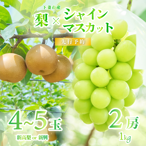 シャインマスカット 2房 ( 約1kg )  ＆ 梨 4～5玉 ( 新高梨 or 新興 )