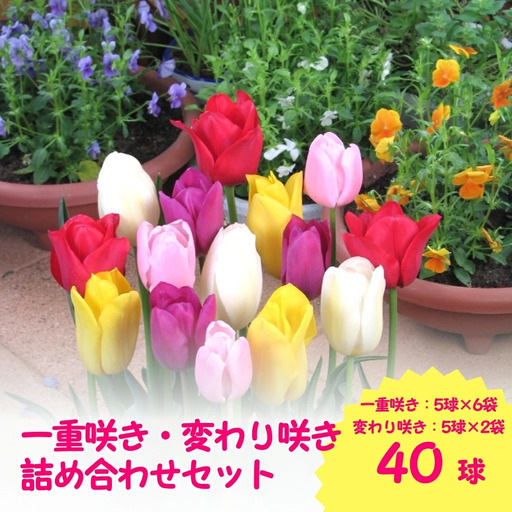 チューリップ 球根セット 40球入 | チューリップ 球根 五泉市 新潟県