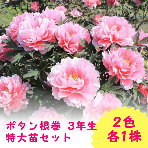 ボタン根巻 3年生 特大苗セット 2色各1株 | ボタン 五泉市 新潟県