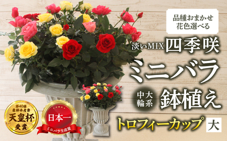 産地直送 ミニバラ トロフィーカップ(大) ふんわり(淡いMIX) [11月〜4月 お届け] 品種 おまかせ のため 訳あり 訳アリ 四季咲き ミニバラ 花 ガーデニング 生産量 日本一 天皇杯 鉢植 ※沖縄 離島配送不可 薔薇 セントラルローズ [mt1903_awai] 100000円 10万