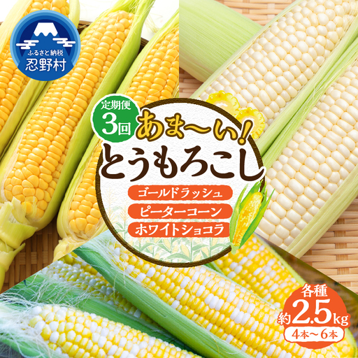＼＼★セレクト定期便(月3回お届け)★ 2027年先行予約// 富士北麓忍野村の気候、水、自然で作られた朝採りトウモロコシ(セレクト便)[約2.5kg 4〜6本]