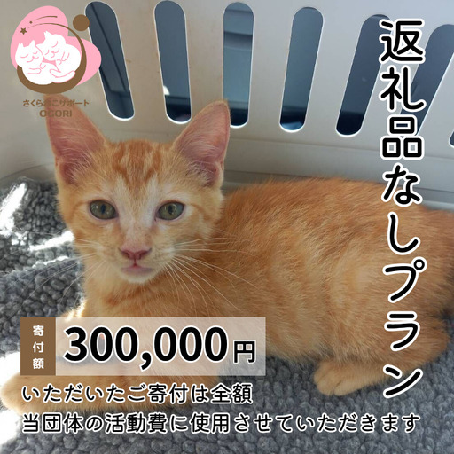 保護猫活動応援 返礼品なし お礼状送付 保護猫活動応援【300,000円】