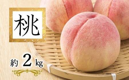 [令和9年産先行予約] 白桃「あかつき・まどか・川中島・おどろき」 約2kg (6玉以上 秀) [令和9年8月頃〜発送] 『南陽中央青果市場』 桃 もも 果物 フルーツ デザート 山形県 南陽市 [2584-R9]