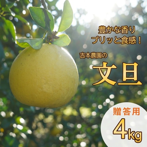 [先行予約][発送期間:2027年3月上旬〜なくなり次第終了]贈答用 土佐文旦 4kg 文旦