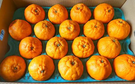潮風をたっぷり受けた濃厚不知火 12～20玉（約4.5kg） 【2027年2月下旬-3月上旬発送予定】 デコポン みかん 柑橘 果物 フルーツ 熊本