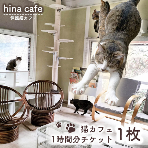 猫ルーム1時間利用チケット1枚 ／ hinacafe 猫カフェ 保護猫 遊び 触れ合い 写真撮影 まったり 癒し 山口県 No.200