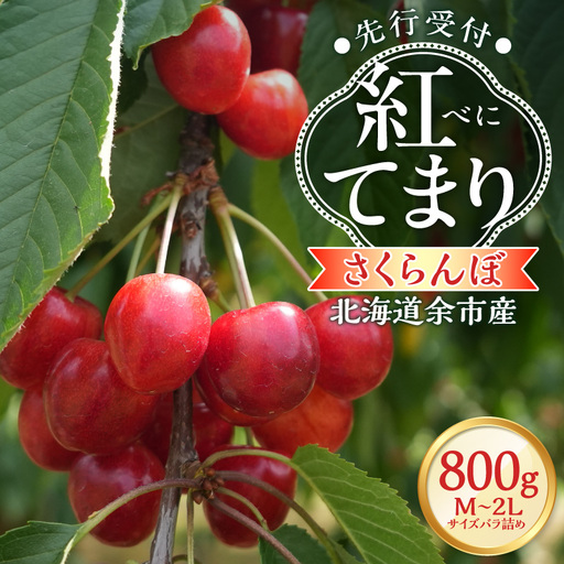 【2027年産 先行予約】＜北海道余市産＞さくらんぼ「紅てまり」（M～2Lサイズバラ詰め）400g×2パック_Y103-0057