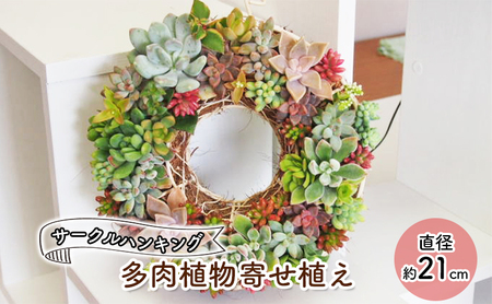 多肉 寄せ植え サークルハンキング  植物 アレンジ 丸型リース 植物 インテリア ガーデン 