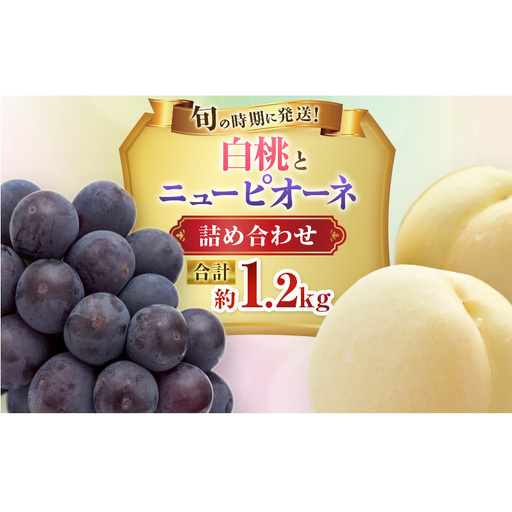 [2026年先行受付] 白桃 ニューピオーネ 約1.2kg セット 桃 2玉 ぶどう 1房 岡山県産 御中元 ギフト 御礼 プレゼント 御礼 御祝 御供 果物 くだもの フルーツ もも モモ 葡萄 ブドウ