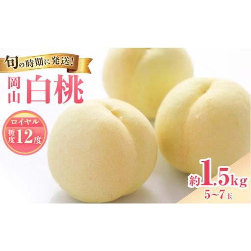 【2026年先行受付】 白桃 特秀 ロイヤル 中玉 約1.5kg(5～7玉)岡山県産 桃 もも モモ 御中元 ギフト 御礼 プレゼント 御礼 御祝 御供 果物 くだもの フルーツ
