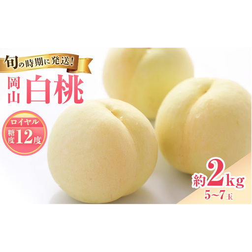 【2026年先行受付】 白桃 特秀 ロイヤル 大玉 約2kg(5～7玉) 岡山県産 桃 もも モモ 御中元 ギフト 御礼 プレゼント 御礼 御祝 御供 果物 くだもの フルーツ