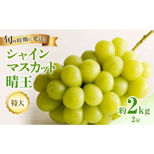 【2026年先行受付】 シャインマスカット 晴王 秀品 特大 約2kg 2房  岡山県産 シャインマスカット