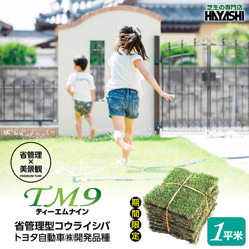 TM9(ティーエムナイン)省管理型 コウライシバ トヨタ自動車(株)開発品種 1平米 KN080-007-01 芝生 芝 庭