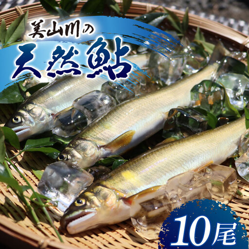 美山川の天然鮎 10尾 冷凍【 鮎 】