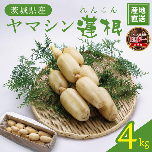 ヤマシン蓮根 4kg|レンコン  食物繊維 新鮮 シャキシャキ  茨城県 阿見町（98-04）