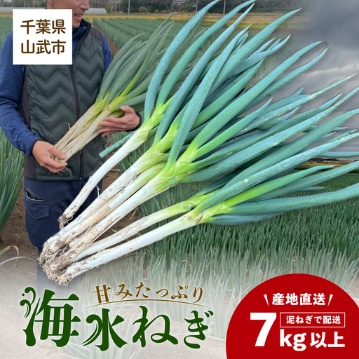 【先行予約】【山武市限定栽培】泥ネギでドドンと配送！ミネラル豊富で甘みたっぷりの「海水ネギ」７kg以上 / 地元の道の駅オライはすぬまで大人気の農家から直送! 【発送期間：2026年12月から2027年2月】SMCV002
