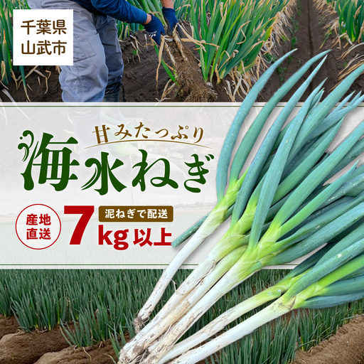 【先行予約】【山武市限定栽培】泥ネギでドドンと配送！ミネラル豊富で甘みたっぷりの「海水ネギ」７kg以上 / 地元の道の駅オライはすぬまで大人気の農家から直送! 【発送期間2026年12月から2027年2月】 SMCW002